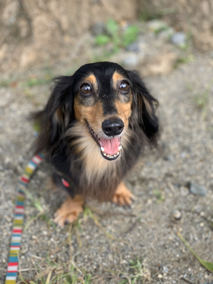 愛犬ボヌール